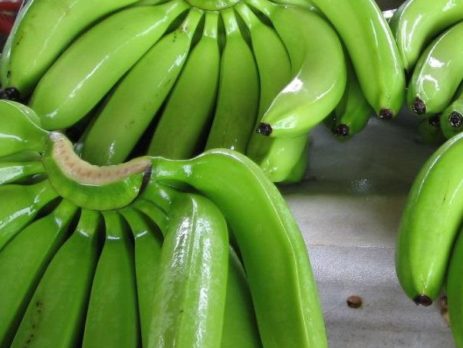 Cavendish Banana