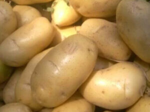 Fresh Potatoes